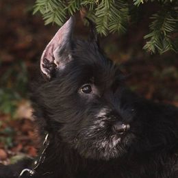 Giant Schnauzers from Vom Mutter Haus Working Riesenschnauzers