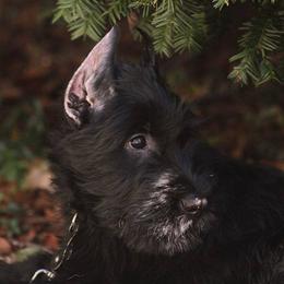 Giant Schnauzers from Vom Mutter Haus Working Riesenschnauzers