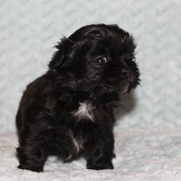 Shihpoo Puppies from 🧸 Teddies