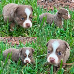 Red tri male - Red tri male Toy Australian Shepherd puppy in Brooker, Florida from Honey, I Shrunk the Aussies