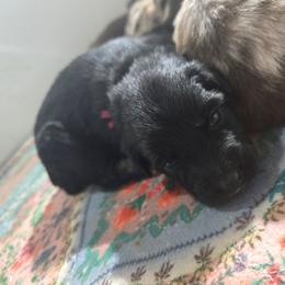Maroon Collar Female - Black tri-color female Australian Shepherd puppy in Rainsville, Alabama from Chaparro Farm