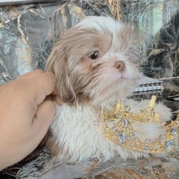 Boy 1 - Liver and white male Shih Tzu puppy in Seguin, Texas from Dolled Up Shih Tzus