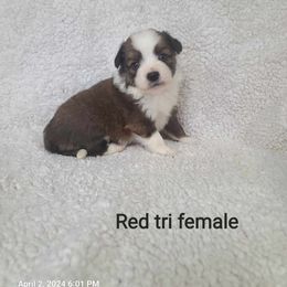American Eskimo Dog, Companion Cross, and Miniature Australian Shepherd Puppies from Rodeo Ranch Aussies and Aussie Mo's