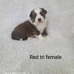 American Eskimo Dog, Companion Cross, and Miniature Australian Shepherd Puppies from Rodeo Ranch Aussies and Aussie Mo's