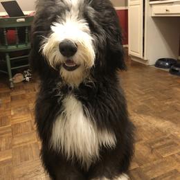 Bernedoodle All Grown Up from Backwoods Bernedoodles