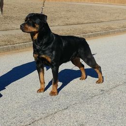 Rottweiler All Grown Up from Foundation's Rottweiler