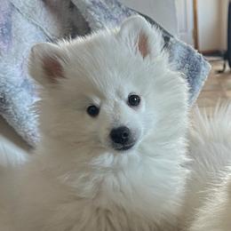 Purple Boy - White male American Eskimo Dog puppy in Parker, Colorado from Kaydells Kennels