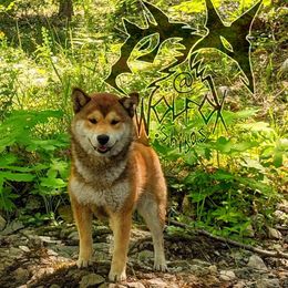 Sequoia - Shiba Inu
