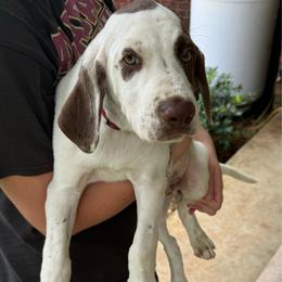 Rocko - White and liver male German Shorthaired Pointer puppy in Slocomb, Alabama from Rachel's German Shorthaired Pointer