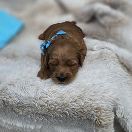 Light Blue Collar Almond - Apricot female Goldendoodle puppy in Bonham, Texas from Happy Valley Puppies