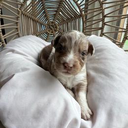 Sven - Red merle male Australian Shepherd puppy in Grants Pass, Oregon from Carmel Mountain Aussies