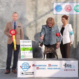 Boston Terrier All Grown Up from Zuran Show Dogs