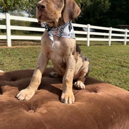 River - Chocolate brindle male Great Dane puppy in Ardmore, Alabama from Delta Danes