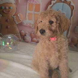 Pink Girl - Caramel cream female Labradoodle puppy in El Paso, Texas from My Cuddly Doodles