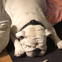 Rabbit - Bulldog