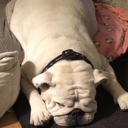 Rabbit - Bulldog