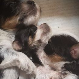 Yorkshire Terriers from Absolut' Parti Yorkies