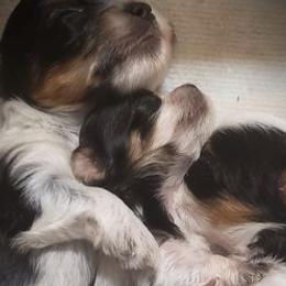 Yorkshire Terriers from Absolut' Parti Yorkies