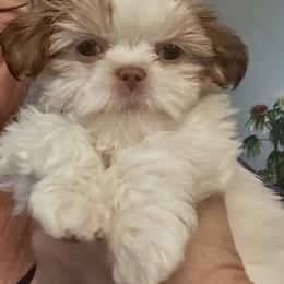 Petunia - Liver and white female Shih Tzu puppy in Brandon, Florida from Prescious Shih Tzu’s