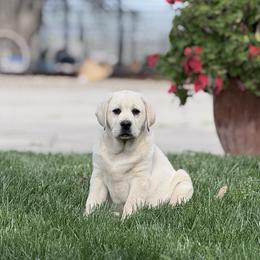LANA - Yellow female Labrador Retriever puppy in Paso Robles, California from Kamrose Labradors
