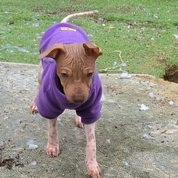 Crypton - White and red male American Hairless Terrier puppy in Claremont, New Hampshire from Melanie Bell