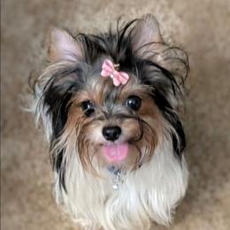 Lucie - Yorkshire Terrier