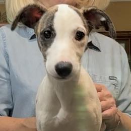 Whippets from Kathy Rasmussen