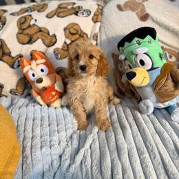 Russ - Apricot male Cavapoo puppy in Woodridge, New York from Woodland poodles and Cavapoos