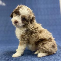 Copper - male Aussiedoodle puppy in Stuart, Virginia from Lil Aussie Posse