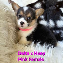 Pink Female - Black and tan female Pembroke Welsh Corgi puppy in Wayne City, Illinois from Lash Livestock & Corgis