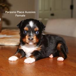 Sweetie - Black tri female Toy Australian Shepherd puppy in Chandler, Oklahoma from Parsons Place Aussies