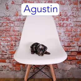 Agustin - Blue merle male Assorted Doodle Crosses puppy in Calhoun, Georgia from Happy Top Doodles