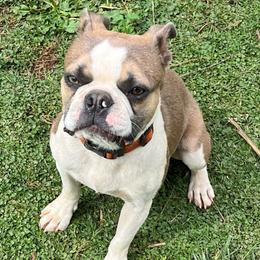 Doc - Boston Terrier