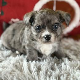 Kevin - Merle male Chihuahua puppy in Mishawaka, Indiana from Tiny Paw Stars LLC