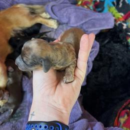 Border Collie and Dachshund Puppies from Chappell Stables