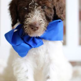 Labradoodle Puppies from Mountain Range Doodles