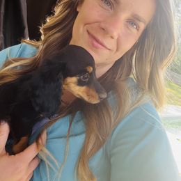 Dachshund puppies from Millys Pups