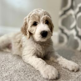 Assorted Doodle Crosses and Goldendoodle Puppies from Wake Forest Darling Doodles