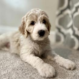 Assorted Doodle Crosses and Goldendoodle Puppies from Wake Forest Darling Doodles
