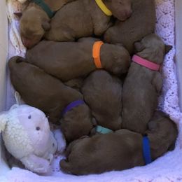 Goldendoodle Puppies from Cooley Doodles