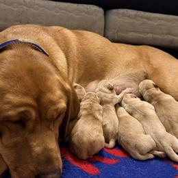 Bluebell or BB - Labrador Retriever