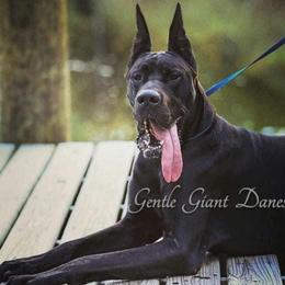 Si - Great Dane