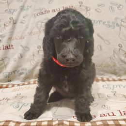 Macchiato - Black male Poodle puppy in Lubbock, Texas from Hidden Gems