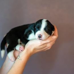 Border Collie, Papillon, Sporty Mix, and Whippet Puppies from Old Hemp Border Collies / Open Horizon Sport Dogs