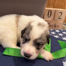 Mr Green - White and badger male Great Pyrenees puppy in Idaho from Portneuf Range Pyrenees