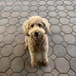 Ruby - Goldendoodle