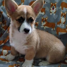 Sweet Pea - Red female Pembroke Welsh Corgi puppy in Forestville, Wisconsin from Bottom Of the Thumb Pembroke Corgis