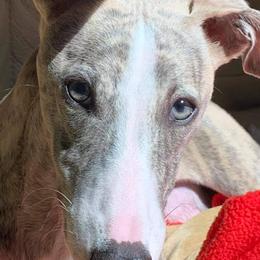 Lurcher and Whippet Puppies from River Valley Canines