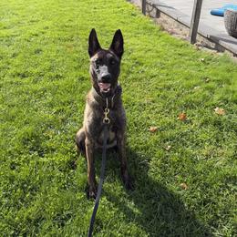 Kyra - Gold brindle female Dutch Shepherd puppy in Watertown, Connecticut from APACHEK9
