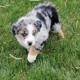 Australian Shepherd Puppies from 4V Aussies